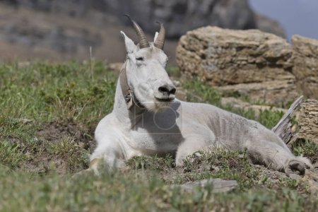 Mountain goat resting on a trail in the Glacier National Park, Montana, USA