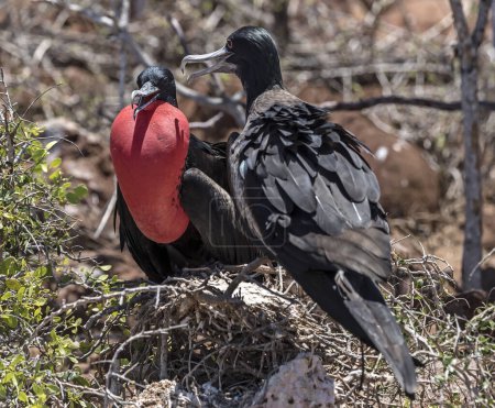 Magnificent frigate bird with inflated red gular sac, in the nest, North Seymour island, Galapagos