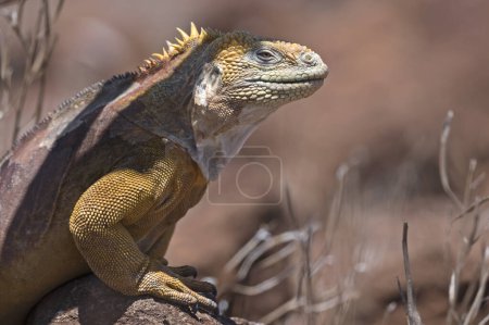 Galapagos land iguana in natural environment on the North Seymour Island