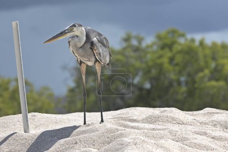 Great blue heron standing on the beach near water level measurement tube. Galapagos islands.
