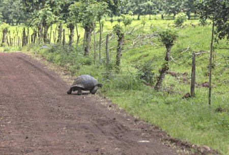 Galapagos giant tortoise crosses the road in the nature reserve. Santa Cruz island.