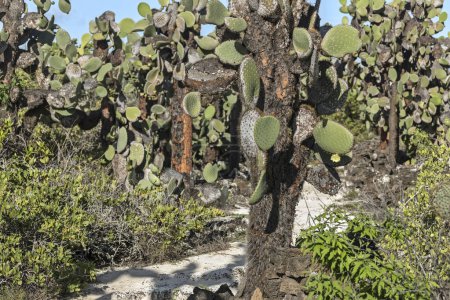 Opuntia cactus forest on the Galapagos Islands