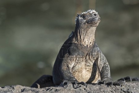 Galapagos Marine iguana basking in the sun. Proud and funny face expression.