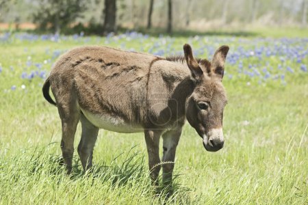 Little donkey standing on the bluebonnet field in Hill Country, Texas, USA