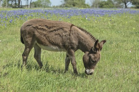 Texas donkey eating grass in the pasture, covered with bluebonnet flowers