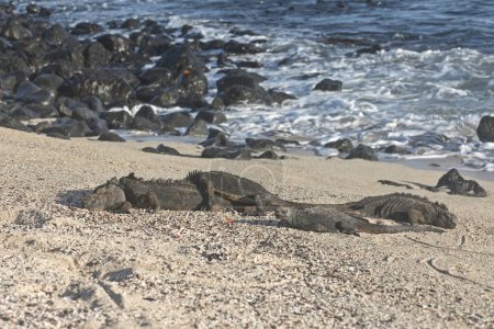 Gruppe von Meeresleguanen sonnt sich an der Küste der Galapagos-Insel