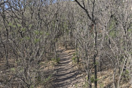 Path through the dense thickets of soap berry trees. Sam Nail Ranch Trail in the Big Bend National Park, Texas, USA.