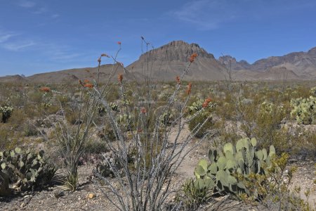 Desert landscape with cactus and ocotillo plant on the foreground. Chihuahuan Desert in the Big Bend National Park, Southwestern United States.