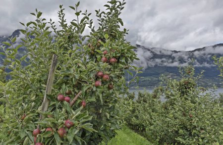 Apple tree gardens near Lofthus, Hardanger fjord, Norway