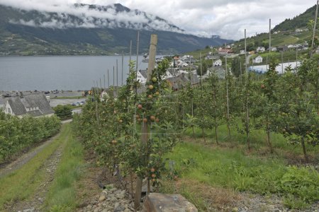 Apple trees in Lofthus, Hardanger fjord, Norway