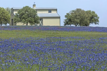 Bluebonnet field with the white old barn on the background. Hill country, Texas, USA.
