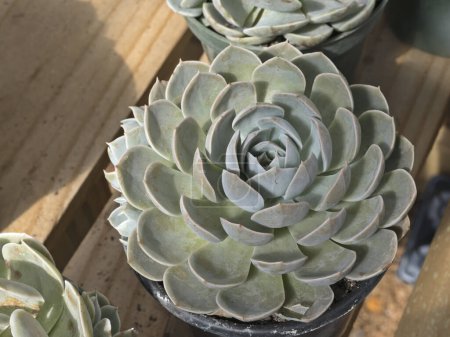 Ornamental plant Pink Edge Echeveria succulent in the pot. Succulent plant with rosettes of fleshy leaves, native to warm regions of America and popular as houseplant.
