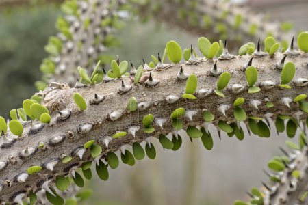 Close up of Alluaudia procera Drake succulent plant. Madagascar ocotillo in New Mexico.