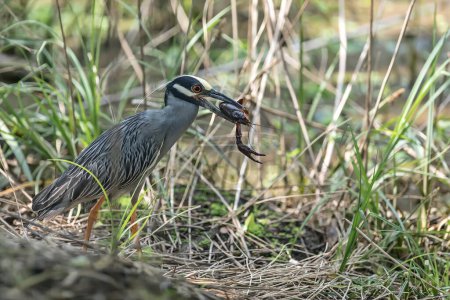 Yellow-crowned night heron with its catch - a huge craw-fish. Brazos Bend State Park, Texas, USA.