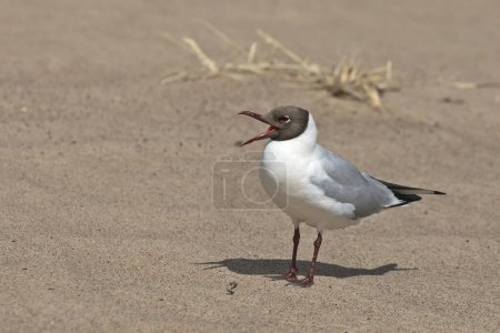 Black-headed gull with an open beak on the shore of the Kotlin Island, Russia.