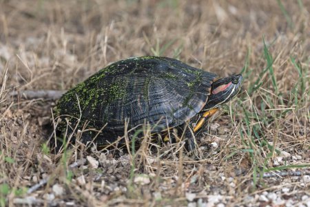 Red eared slider turtle - a semi aquatic turtle on the shore hiding in the grass.View from the side. Brazos Bend State Park, Texas, USA.