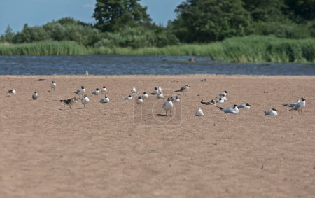A flock of black headed seagulls on a sandy beach of the Kotlin island, Russia.