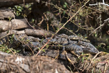Alligator hatchlings are basking in the sun on the tree log. Texas pond.