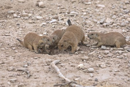 A family of prairie dogs digs the entrance to their burrow in rocky soil. Mother with three pups.