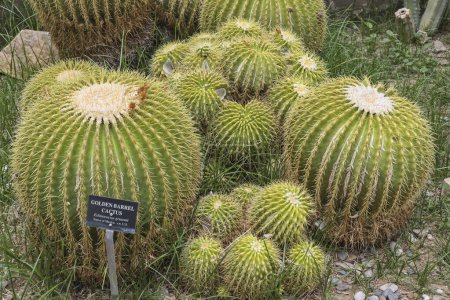 A group of Golden barrel cacti in the botanical garden. Endemic to east-central Mexico.New Mexico, USA.