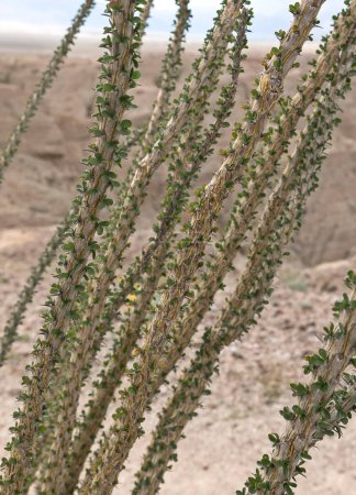Téléchargez les photos : Closeup of Ocotillo plant leaves and thorns. Anza Borrego State Park, California. - en image libre de droit
