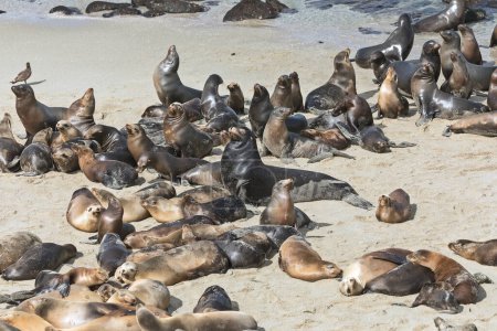 California sea lions resting on the La Jolla beach, near San Diego, California.