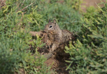 California ground squirrel drags building material into a burrow.La Jolla near San Diego, California.
