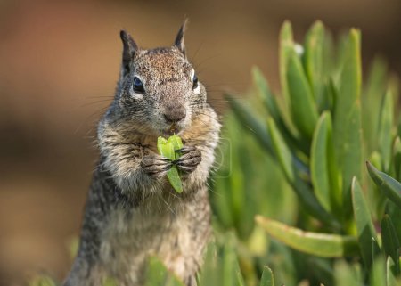Close-up of California ground squirrel eating Ice plant.