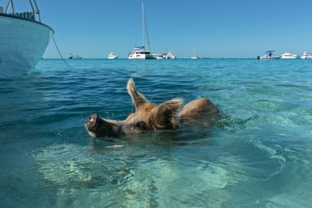 Swimming pig in Caribbean paradise. Bahamas' famous pigs near Exuma island.