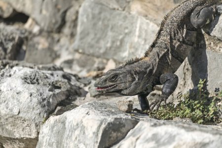 Black spiny tailed iguana with an open mouth walks among the Tulum ruins. This lizard is native to Mexico and Central America.