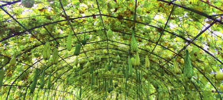 tunnel breeding house of calabash bottle gourd organic green farm