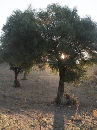 Vertikale Aufnahme eines sanften Lichts in der Morgendämmerung durch das Laub eines Baumes in einem sardischen Sommerfeld. Gelassenheit im August.