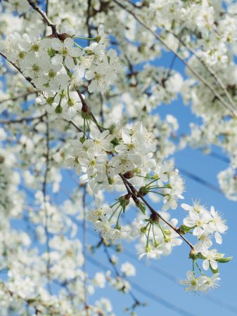 Vertical low angle shot of a cherry tree in full bloom against the clear blue sky.
