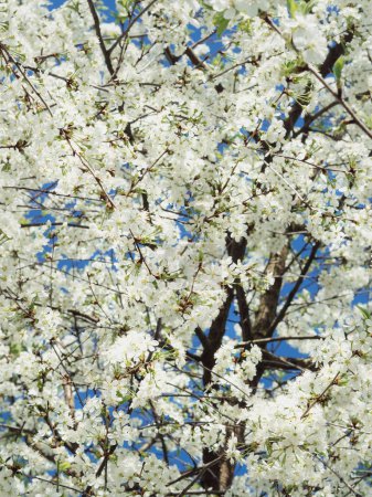 Vertical low angle shot of a cherry tree in full bloom against the clear blue sky.