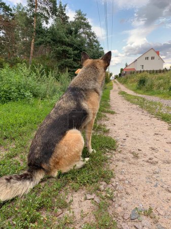 Foto de El perro está esperando a su dueño. Sheepdog se sienta y mira el camino. Concepto: fidelidad animal, amigo del hombre - Imagen libre de derechos