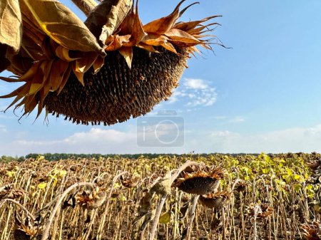 Foto de Campo de girasol contra un cielo azul. Tallo con semillas de girasol maduras. Concepto: Cosecha agrícola. - Imagen libre de derechos