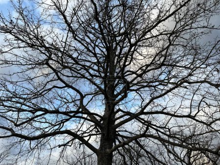 Großer Baum mit Ästen im Hintergrund des Himmels. Zweige eines alten Baumes in Großaufnahme. Hintergrundtextur - Äste eines riesigen Baumes.