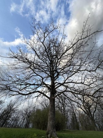 Großer Baum mit Ästen im Hintergrund des Himmels. Zweige eines alten Baumes in Großaufnahme. Hintergrundtextur - Äste eines riesigen Baumes.