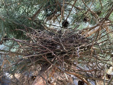 Nido de pájaro en un árbol. Casa para pájaros en un pino verde. Un nido de ramas en un árbol vect.