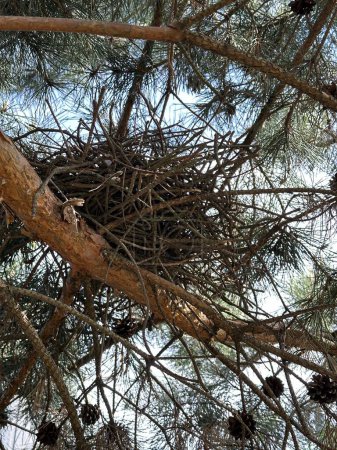Vogelnest auf einem Baum. Haus für Vögel auf einer grünen Kiefer. Ein Nest aus Ästen auf einem Baumstamm.