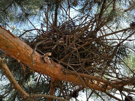 Vogelnest auf einem Baum. Haus für Vögel auf einer grünen Kiefer. Ein Nest aus Ästen auf einem Baumstamm.