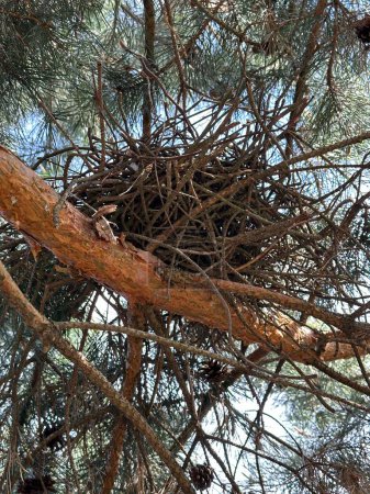 Nido de pájaro en un árbol. Casa para pájaros en un pino verde. Un nido de ramas en un árbol vect.