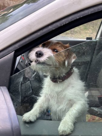 Téléchargez les photos : Chien dans les voitures sur le siège avant. Un chien de race Jack Russell regarde par la fenêtre d'une voiture. Un animal garde la voiture. - en image libre de droit