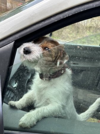 Téléchargez les photos : Chien dans les voitures sur le siège avant. Un chien de race Jack Russell regarde par la fenêtre d'une voiture. Un animal garde la voiture. - en image libre de droit