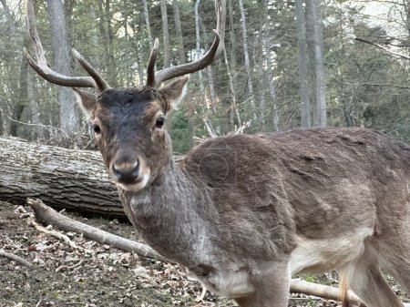 A deer with antlers walks in the forest. Close-up of the muzzle of a young deer. Large horned animal in the reserve.
