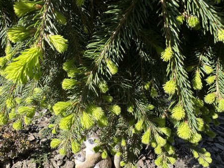 Pine blossoms spreading green pollen. Spring inflorescence on a coniferous tree. Young sprouts on a pine tree in spring.