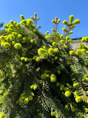 Photo for Pine blossoms spreading green pollen. Spring inflorescence on a coniferous tree. Young sprouts on a pine tree in spring. - Royalty Free Image