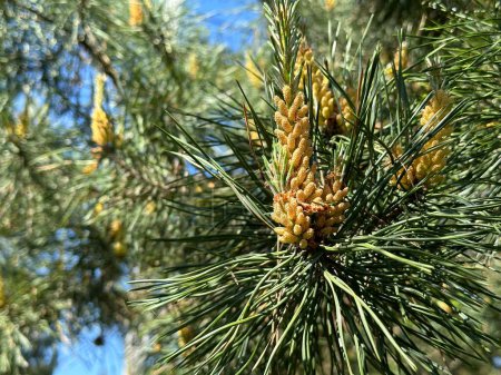Photo for Pine blossoms spreading green pollen. Spring inflorescence on a coniferous tree. Young sprouts on a pine tree in spring. - Royalty Free Image