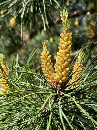Pine blossoms spreading green pollen. Spring inflorescence on a coniferous tree. Young sprouts on a pine tree in spring.