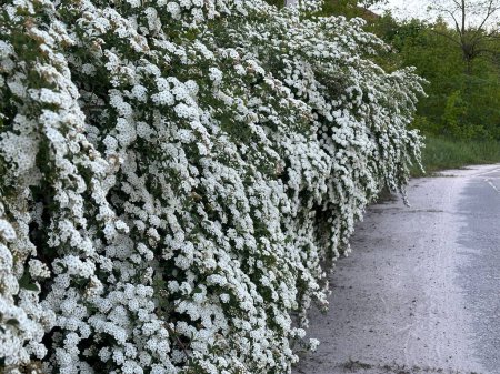 Spiraea Vangutta Büsche mit weißen Blüten. Frühlingsblumen blühten auf den Büschen der Braut.